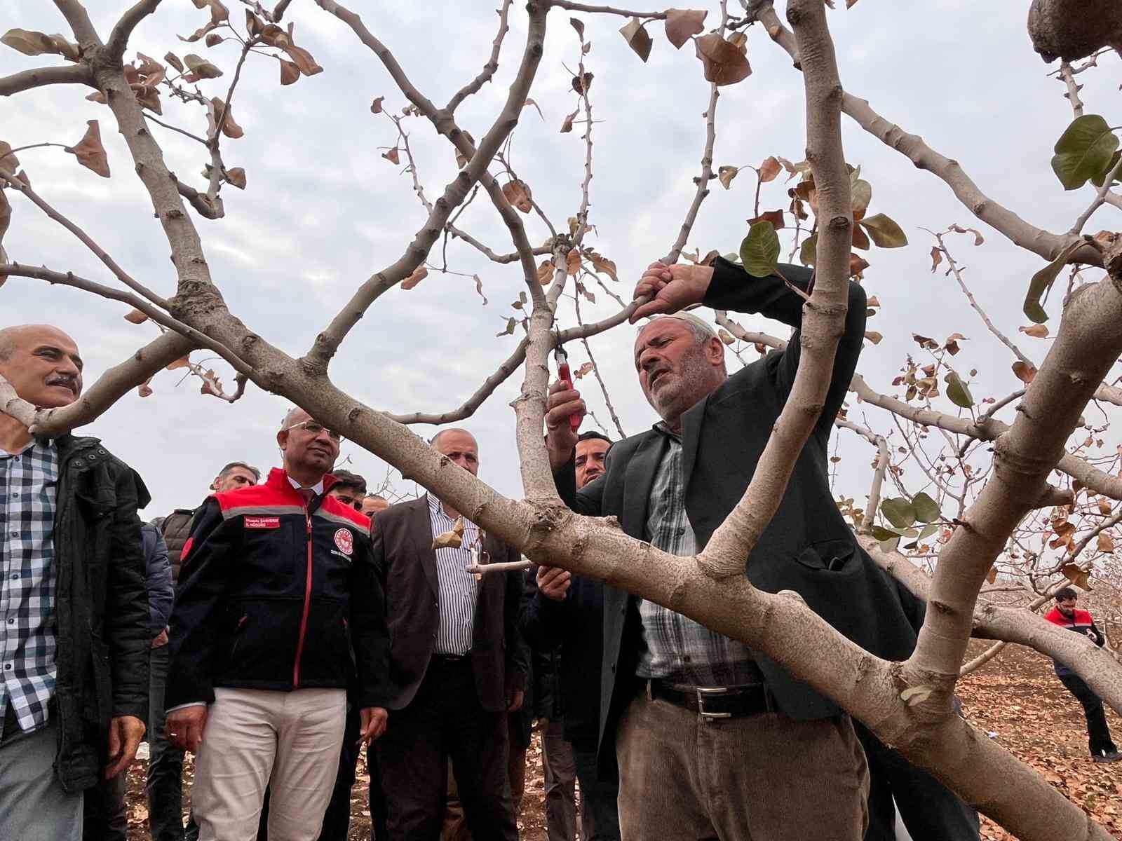 Siirt’te fıstık üreticilerine teorik ve pratik ‘budama’ ile ‘gübreleme’ eğitimi