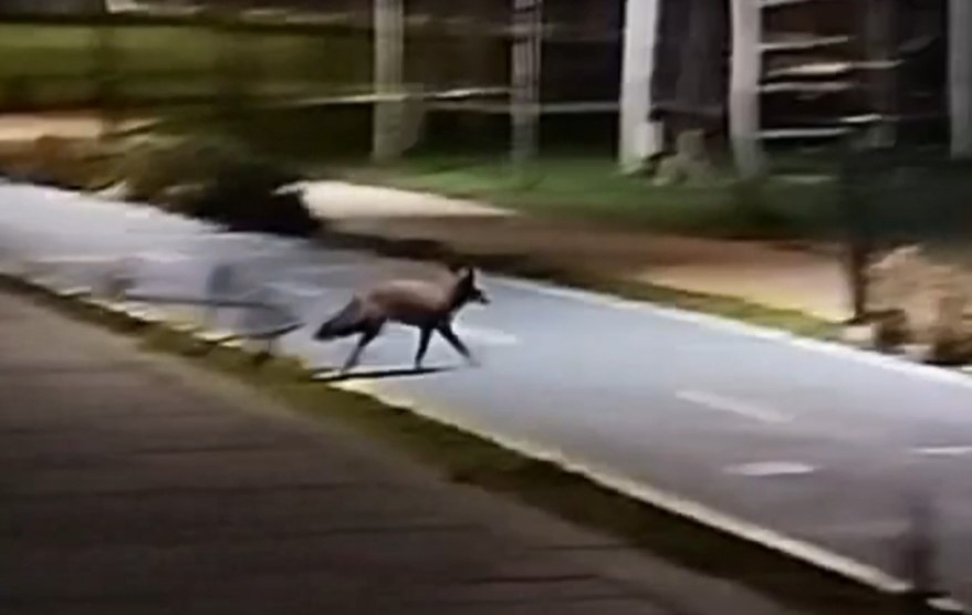 Tekirdağ sahilde tilki görüntülendi