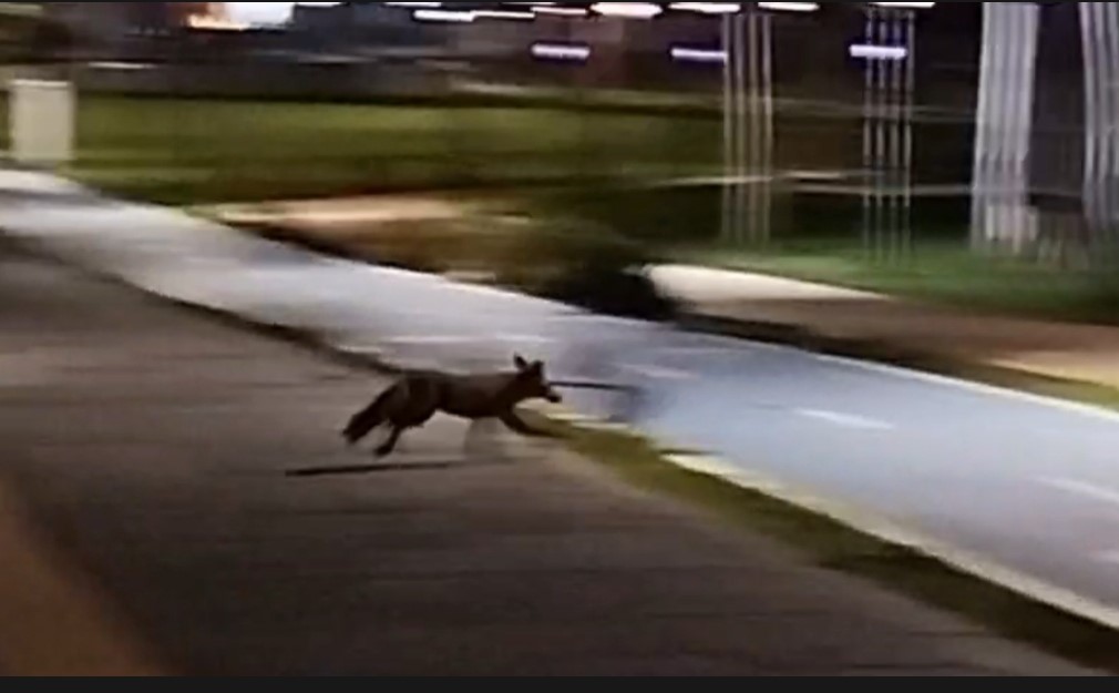 Tekirdağ sahilde tilki görüntülendi