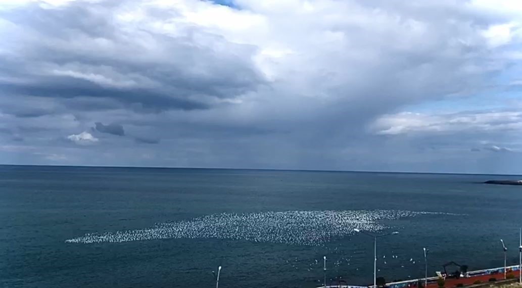 Martıların deniz üstündeki dansı izleyenleri hayran bıraktı
