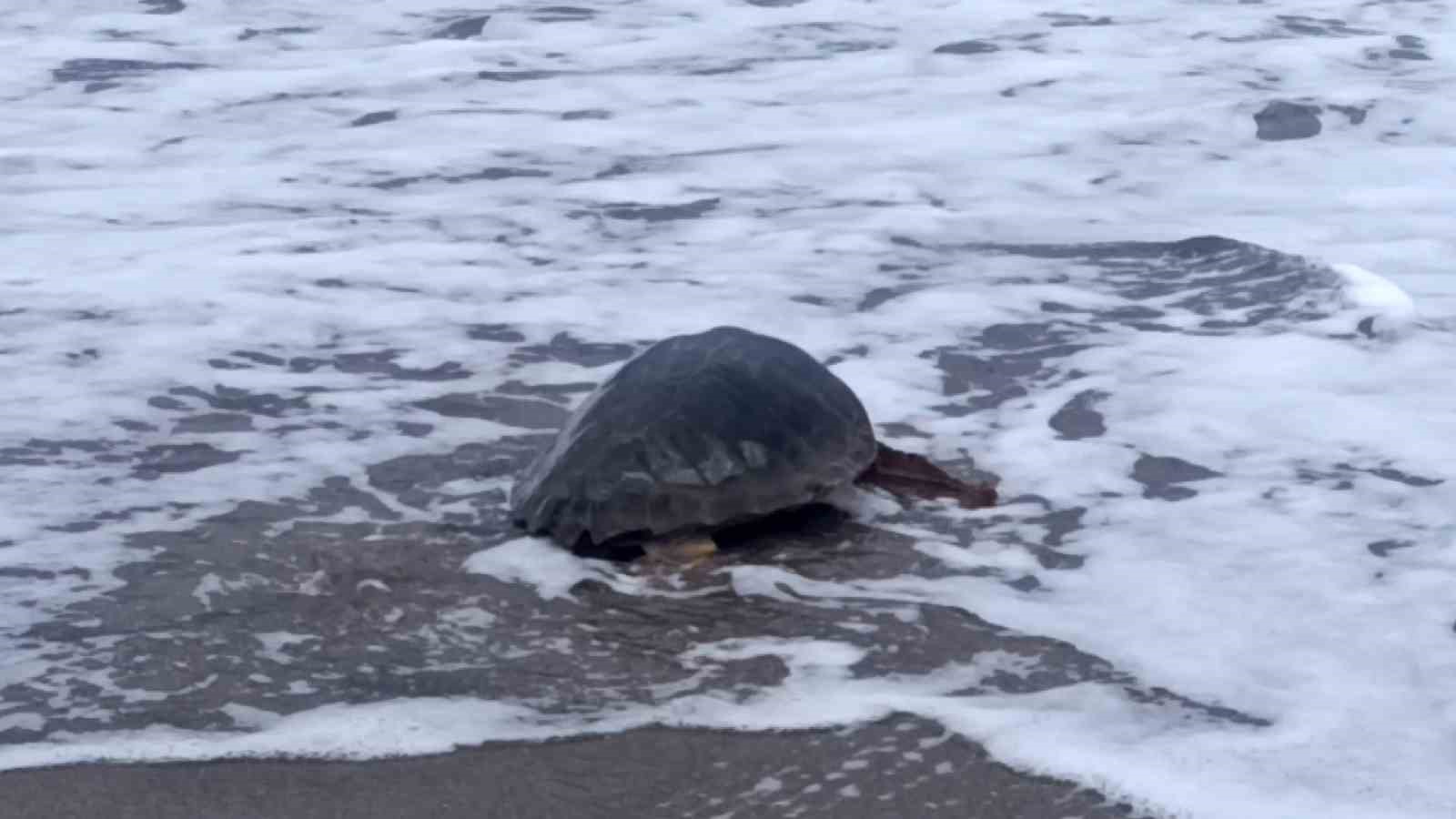 Antalya’da yaralı bulunan Caretta caretta tedavisinin ardından yeniden özgürlüğe kavuştu