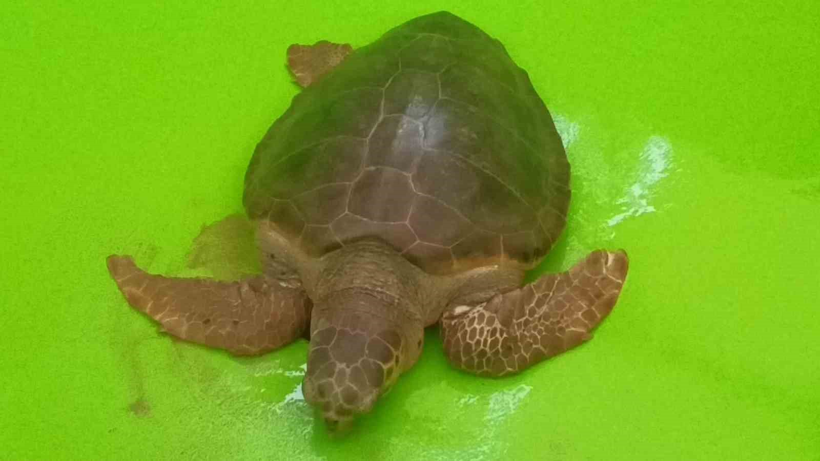 Antalya&rsquo;da yaralı bulunan Caretta caretta tedavisinin ardından yeniden &ouml;zg&uuml;rl&uuml;ğe kavuştu
