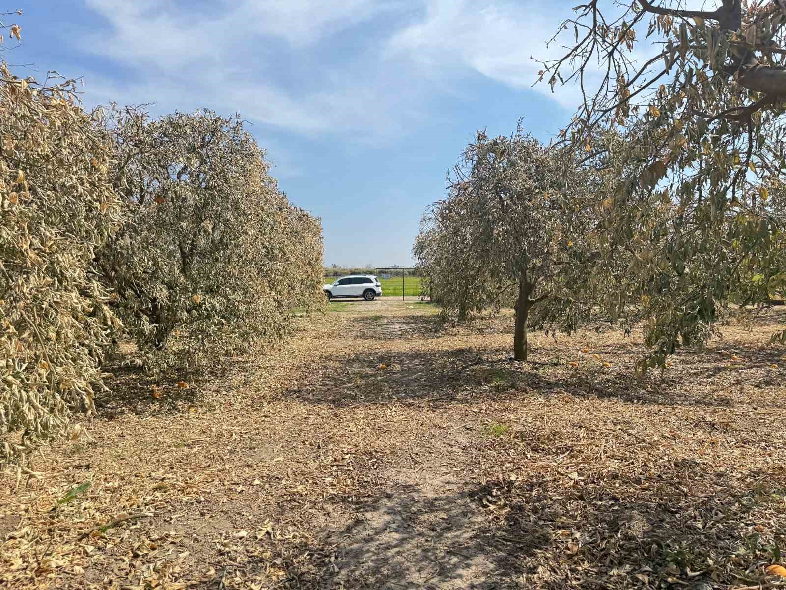 Yüreğir Ziraat Odası Başkanı Doğan: "Greyfurt üreticileri de destek programına alınmalı"