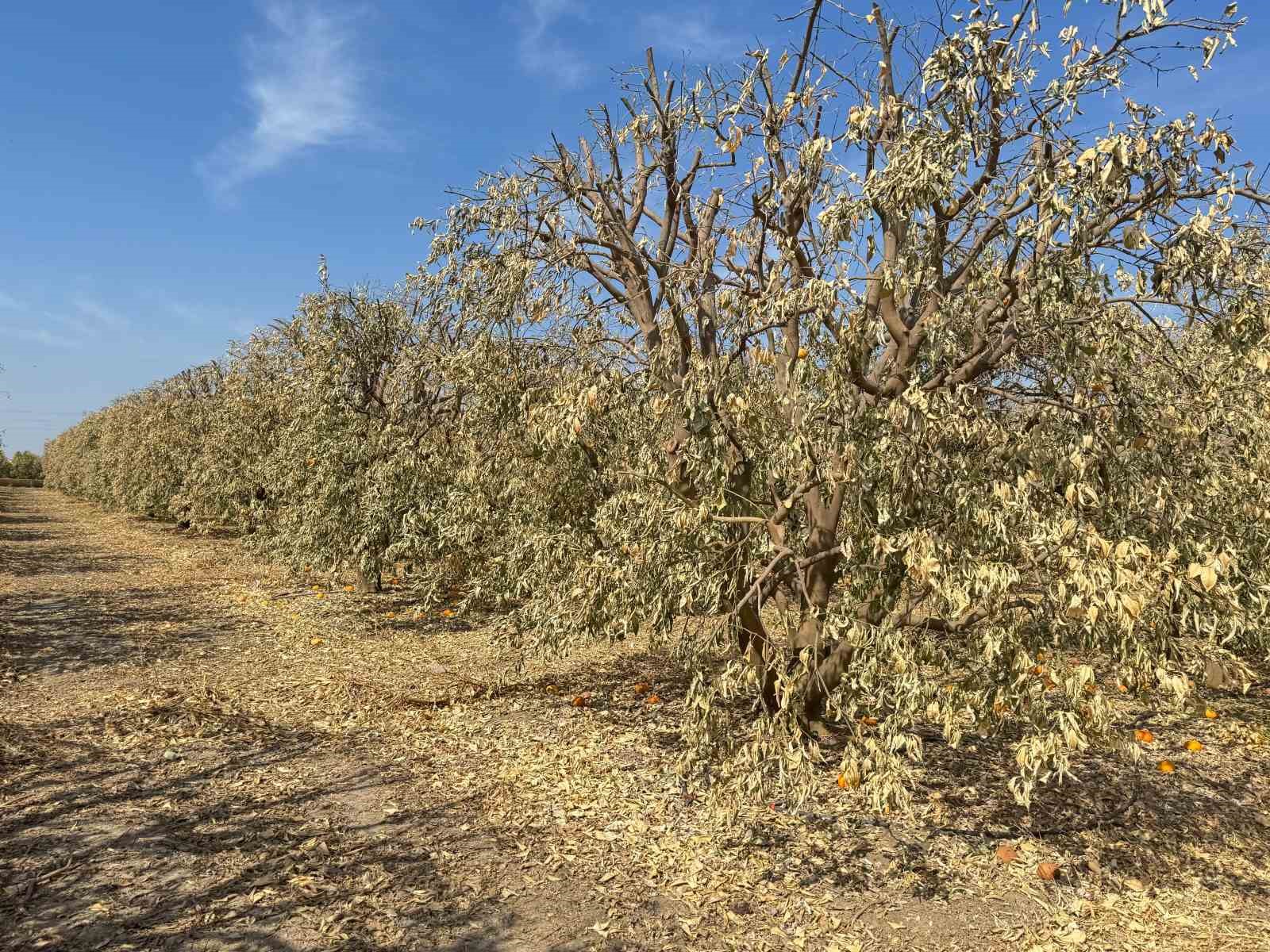 Y&uuml;reğir Ziraat Odası Başkanı Doğan: "Greyfurt &uuml;reticileri de destek programına alınmalı"
