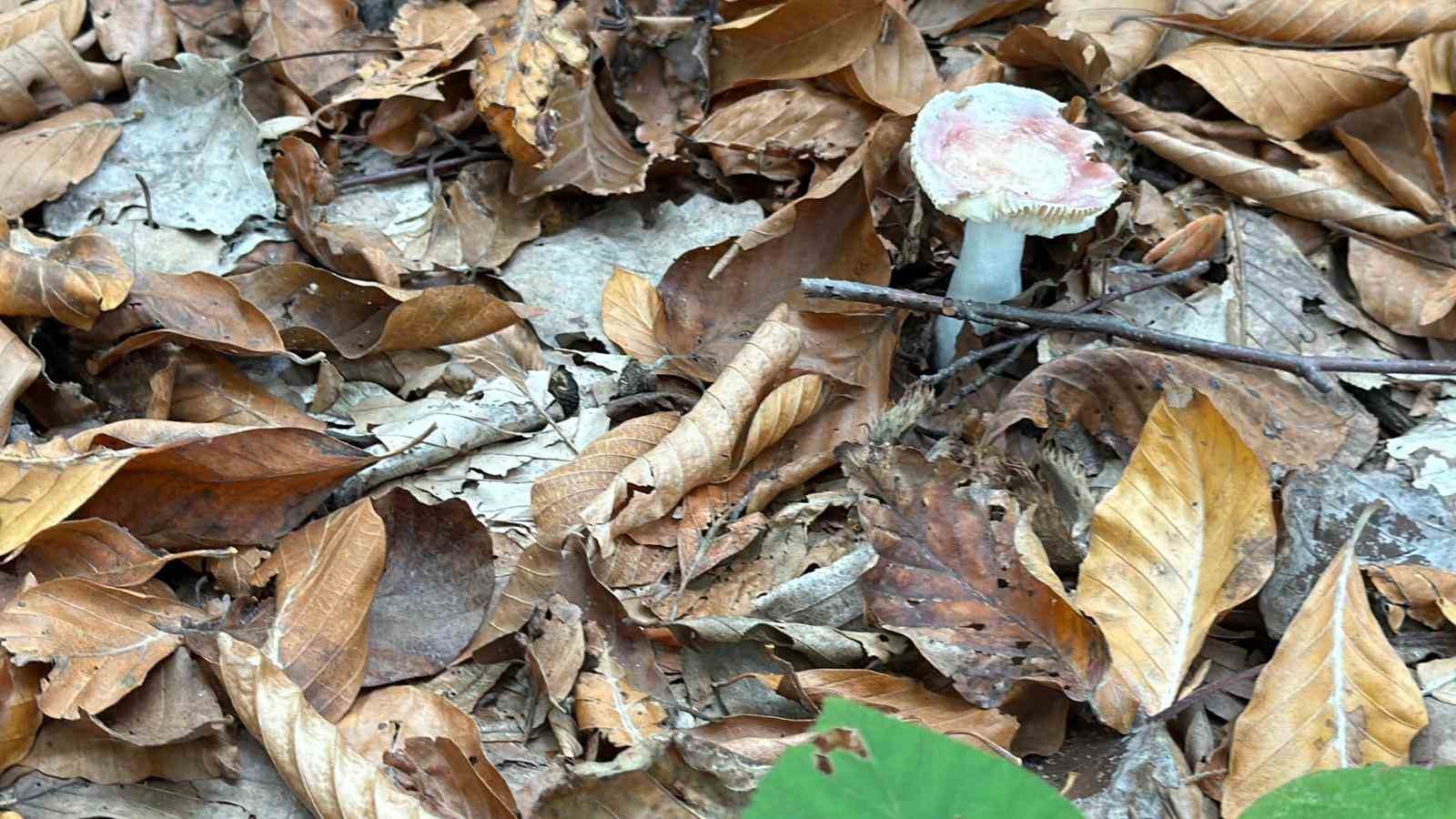 Uzmanından mantar uyarısı: "Hepsi risk içeriyor"