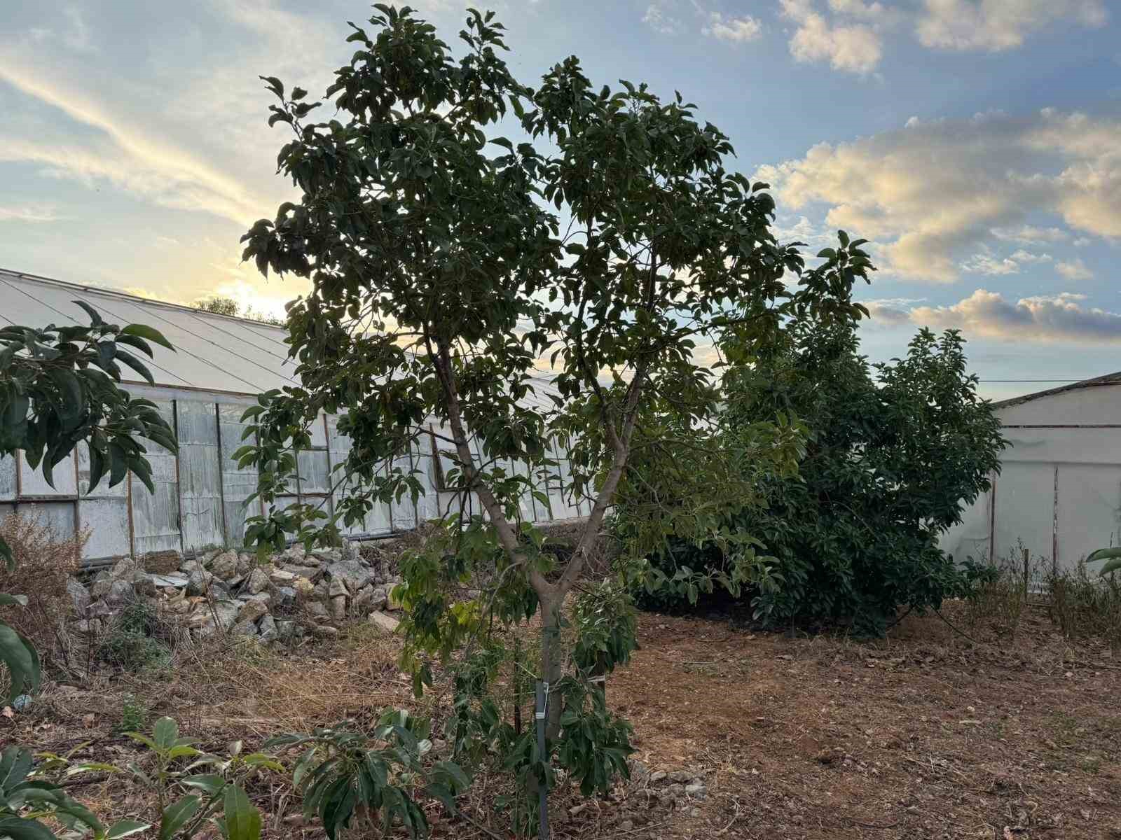 Mersin&rsquo;de ilgin&ccedil; hırsızlık: Hırsızlar muz ve avokado hasadı yaptı
