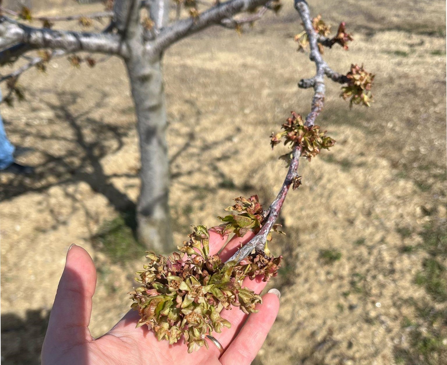 Zirai don desteklemeleri &ccedil;ift&ccedil;iye can simidi oldu
