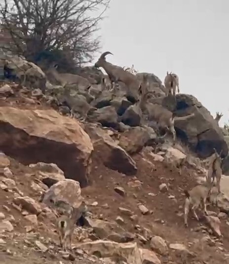 Elazığ’da dağ keçileri sürü halinde görüntülendi