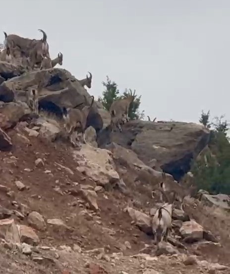 Elazığ&rsquo;da dağ ke&ccedil;ileri s&uuml;r&uuml; halinde g&ouml;r&uuml;nt&uuml;lendi
