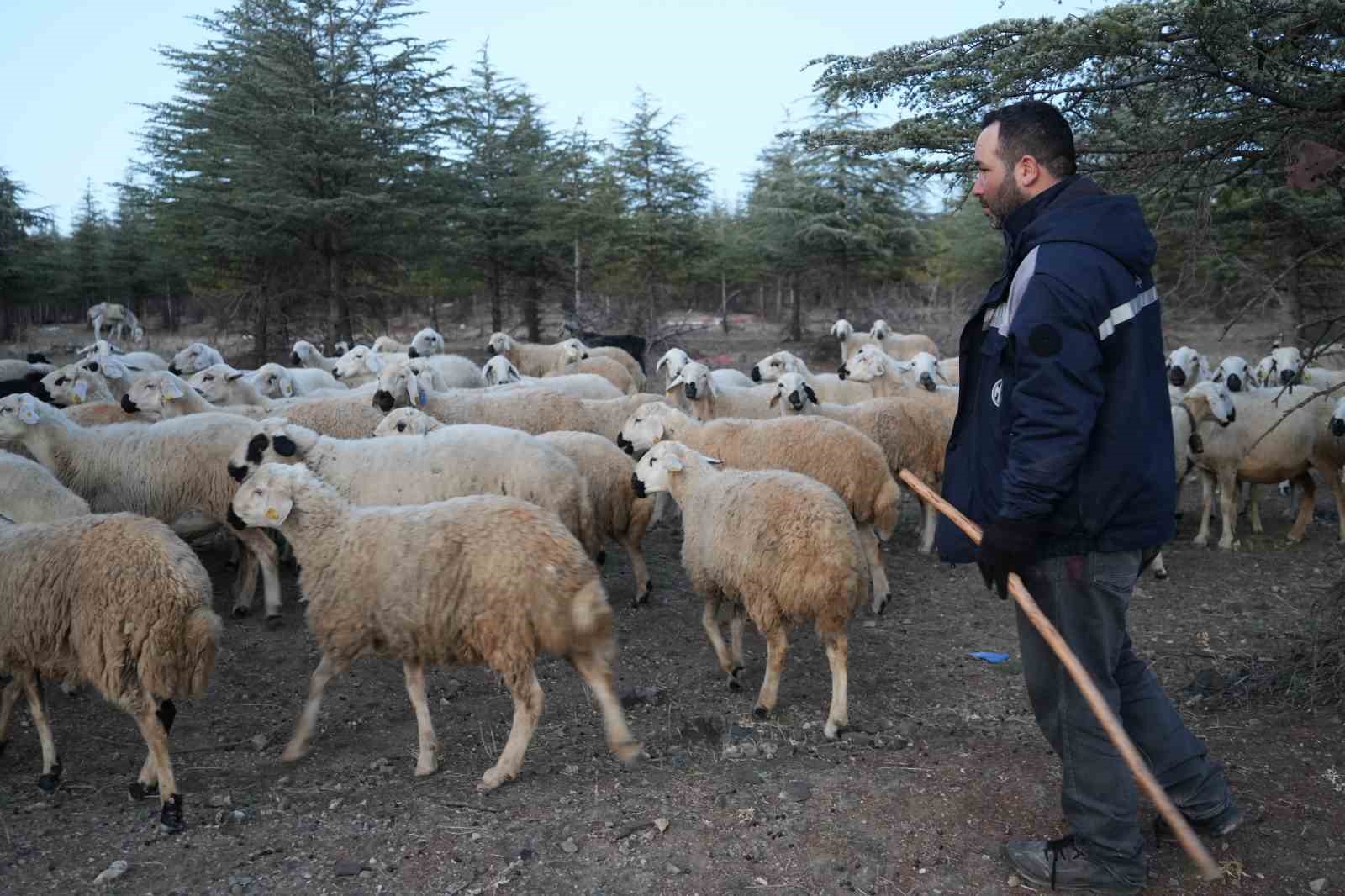 Yüzlerce ağacın kesilmesine vatandaşlardan tepki: "40 yılda büyüdü, 4 gün de yok edildi"