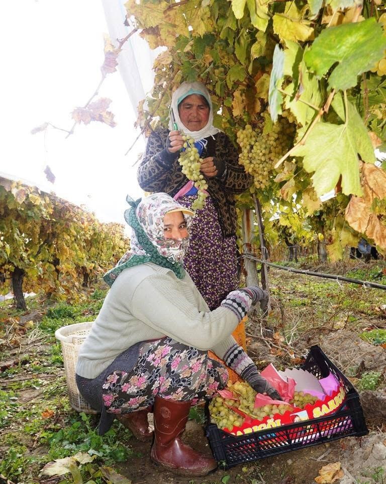 Sarıgöl’de üzüm hasadı aralıksız sürüyor