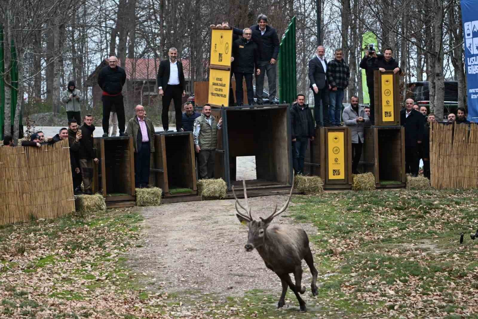 Kuzuyayla’nın GPS’li geyikleri