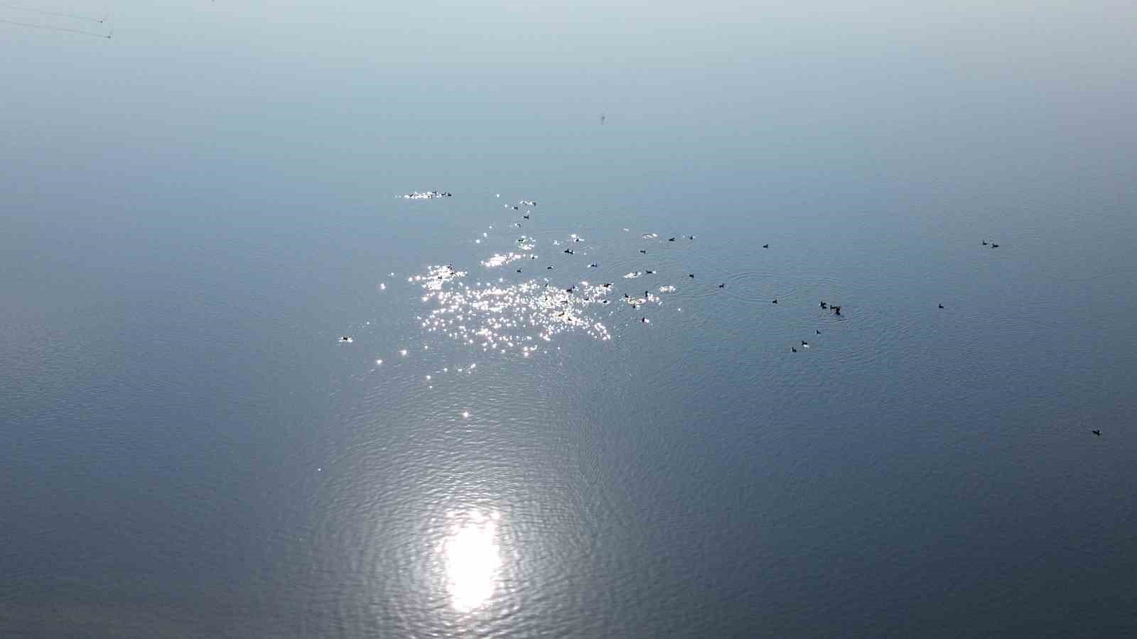 Kars Barajı, göçmen kuşların yeni mekan