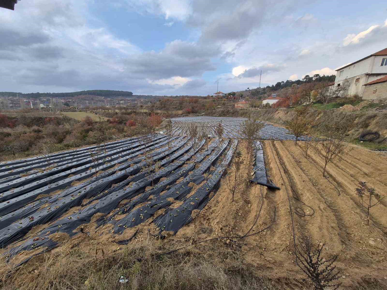 Çilek üreticilerinin tarlada hummalı çalışması devam ediyor