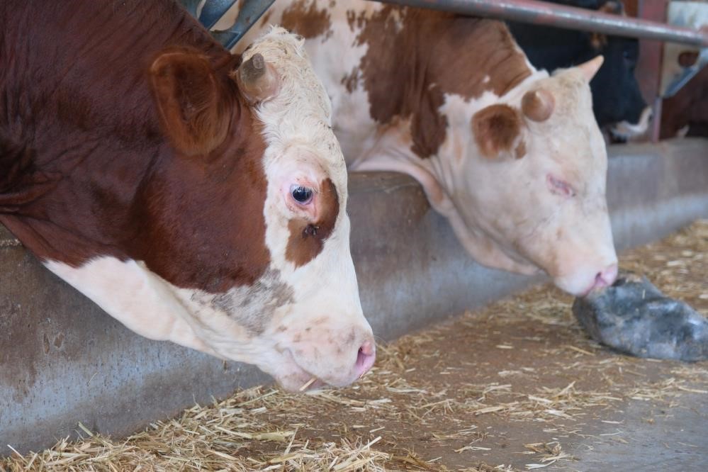 ADSYB Başkanı Güngör, şap vakalarını değerlendirdi
