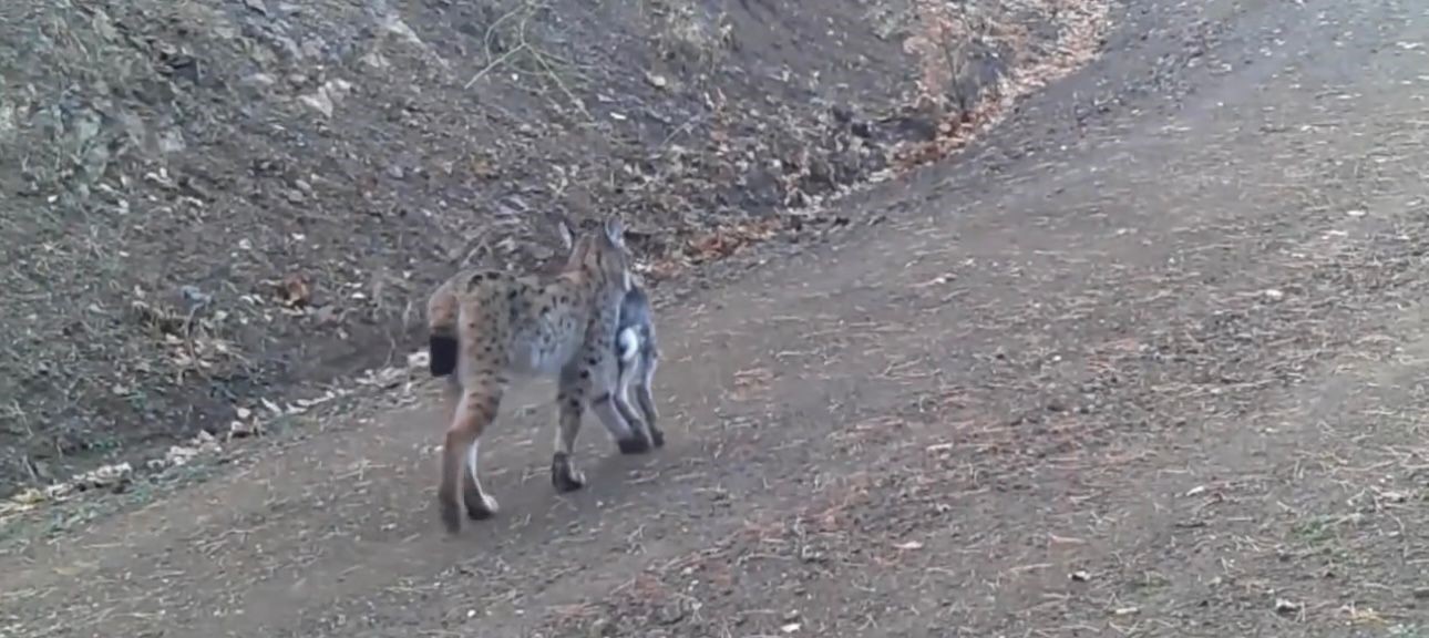 Avını taşıyan vaşak kamerada