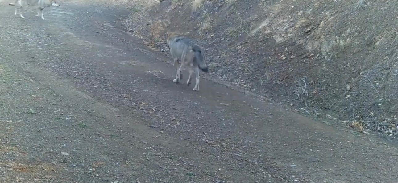 Avını taşıyan vaşak kamerada