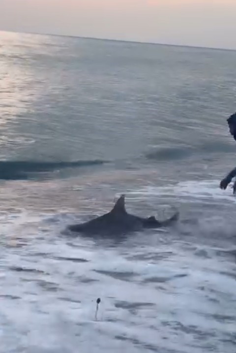 Amat&ouml;r kıyı balık&ccedil;ısının oltasına k&ouml;pek balığı takıldı
