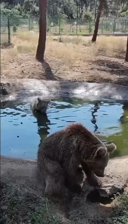 Kış uykusundan önce son banyo
