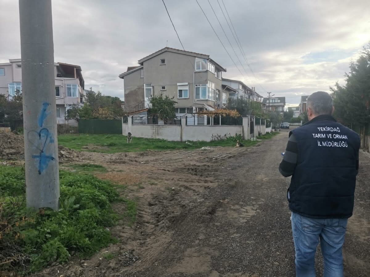 Tekirdağ’da sahipsiz sokak hayvanları için sayım çalışması yapılıyor