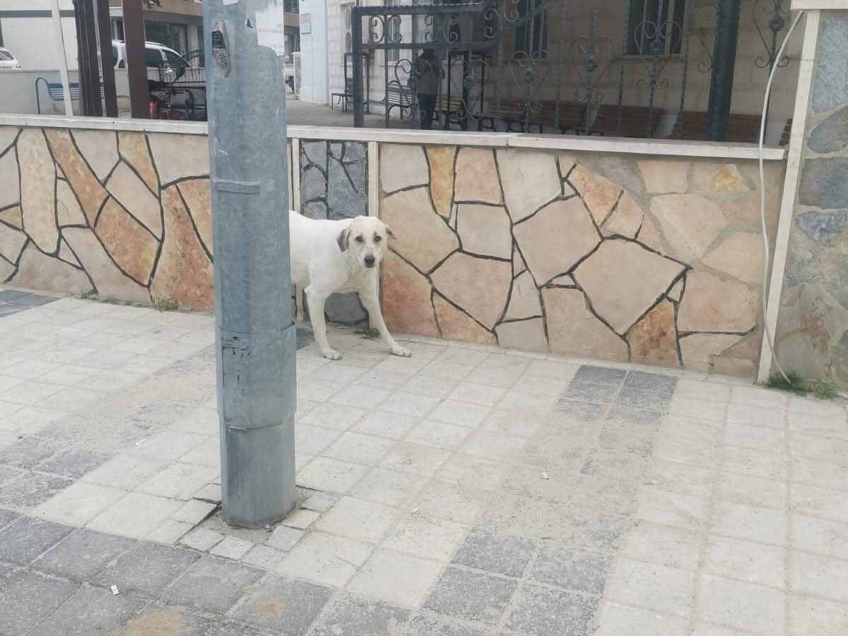 Tekirdağ’da sahipsiz sokak hayvanları için sayım çalışması yapılıyor