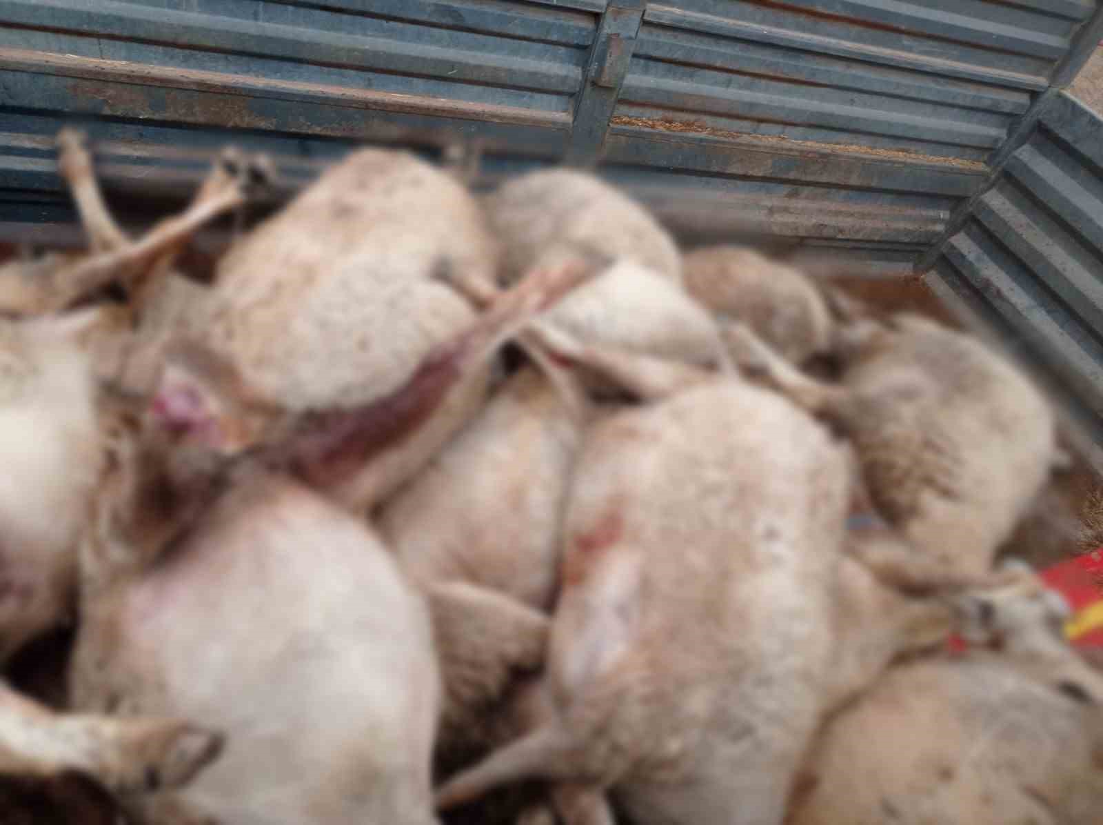 Kurt sürüsünün saldırdığı 30 küçükbaş hayvan ile 1 köpek telef oldu