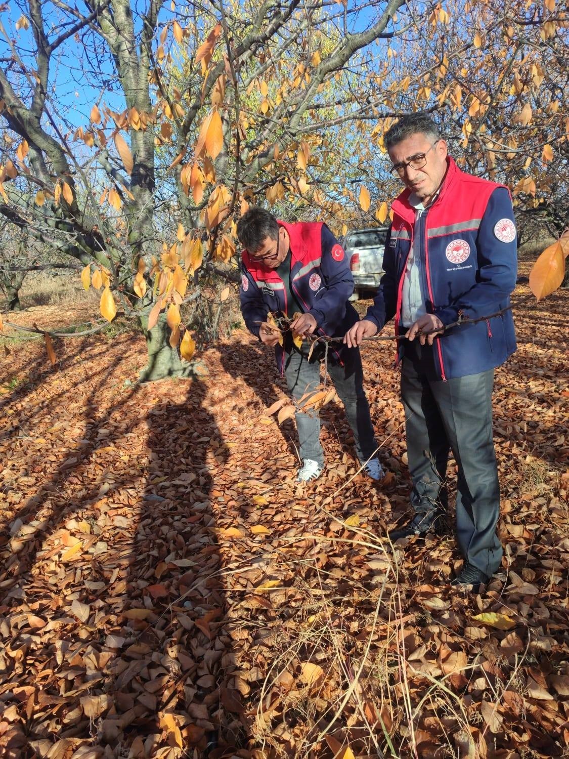 Akşehir kirazında saha incelemeleri devam ediyor
