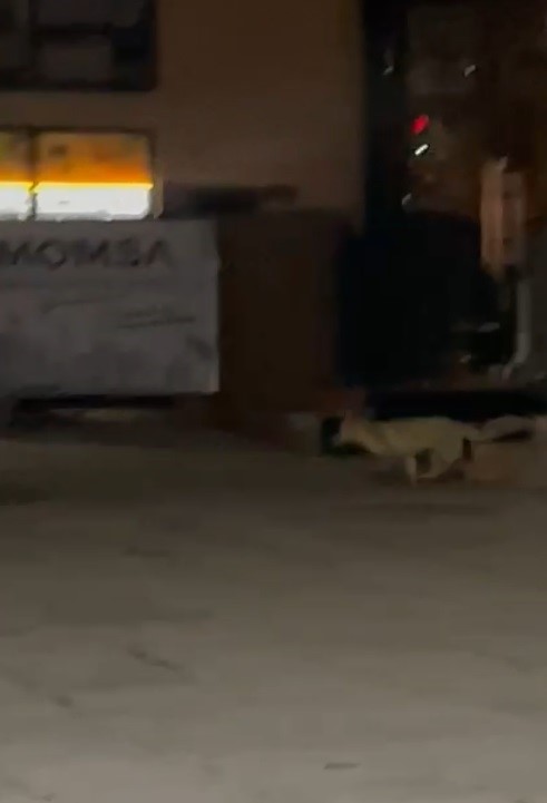 Muş’ta aç kalan tilki şehir merkezine indi