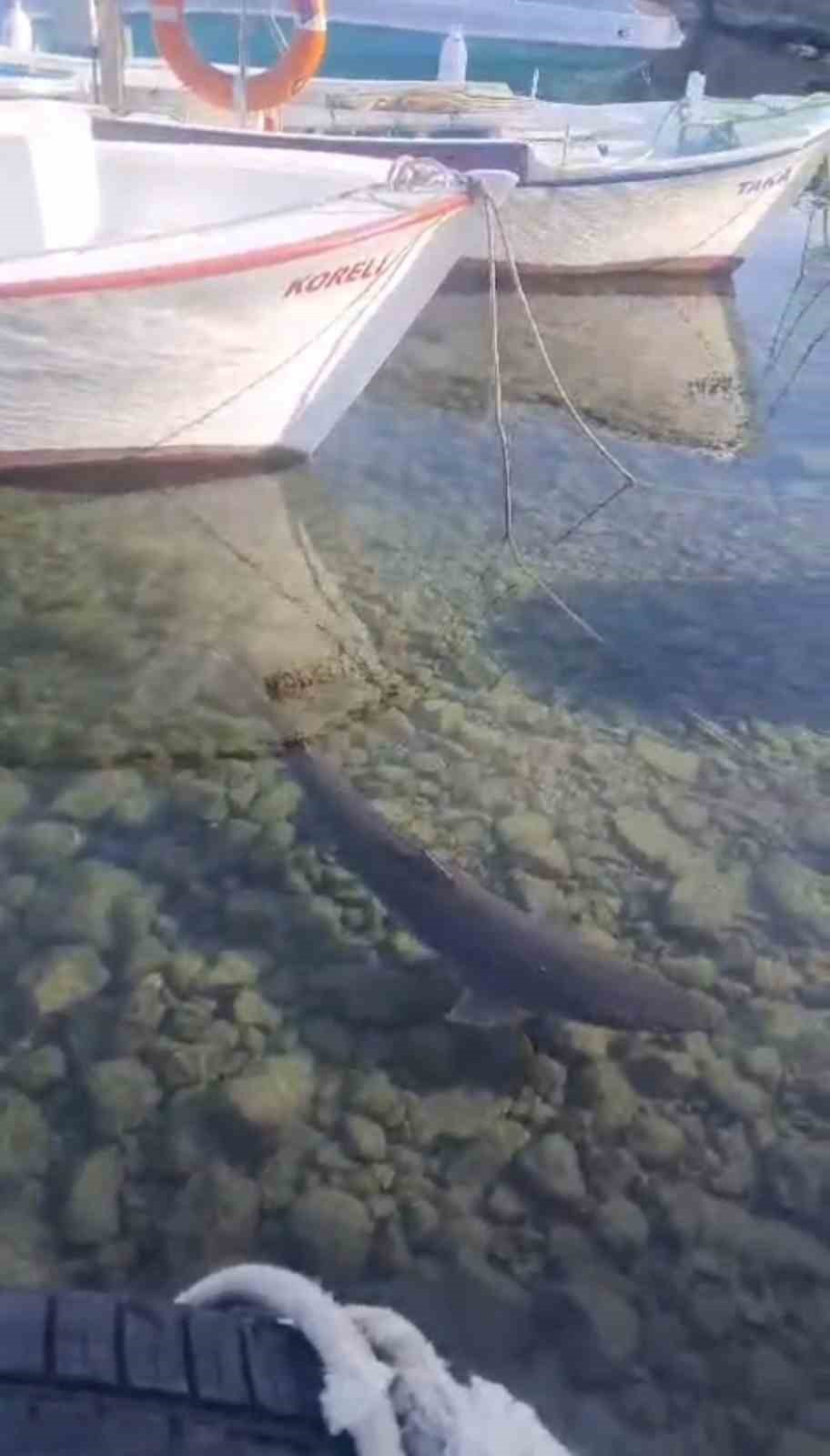 Trabzon kıyılarında köpek balığı hareketliliği arttı
