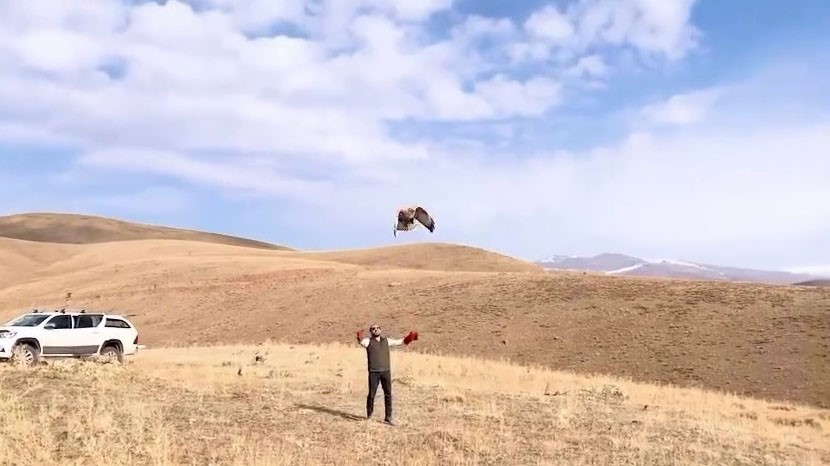 Sağlığına kavuşan kızıl şahin yeniden doğal yaşam alanına bırakıldı
