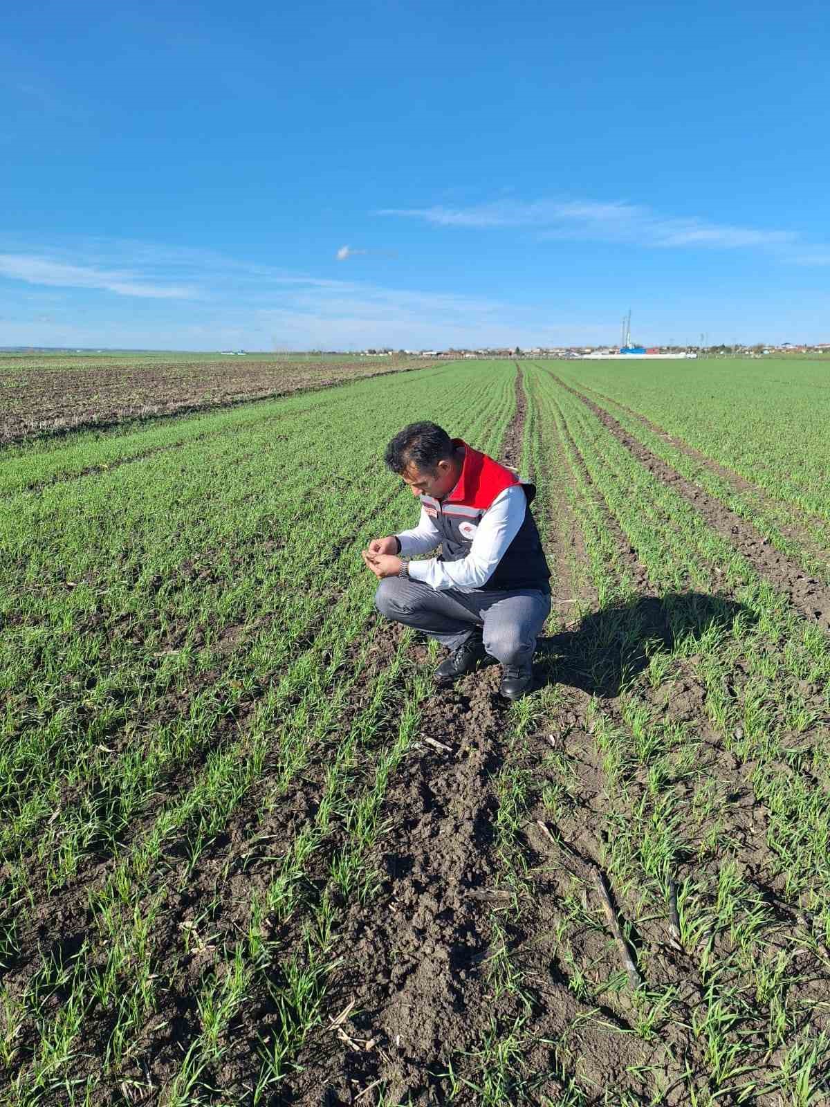 Hububat tarlalarında ’ekin kambur böceği’ tehlikesi