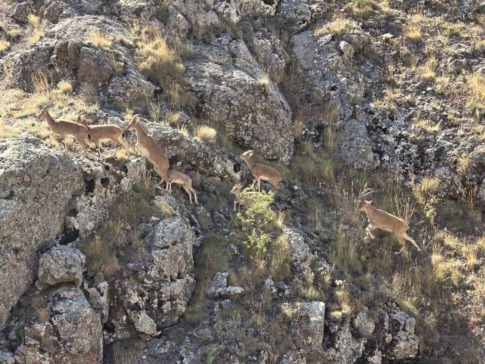 Bayburt’un dağlarını mesken tutan yaban keçileri Vauk Dağı’nda sürü halinde görüntülendi