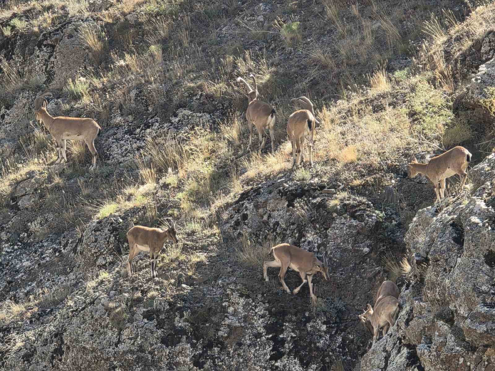 Bayburt’un dağlarını mesken tutan yaban keçileri Vauk Dağı’nda sürü halinde görüntülendi