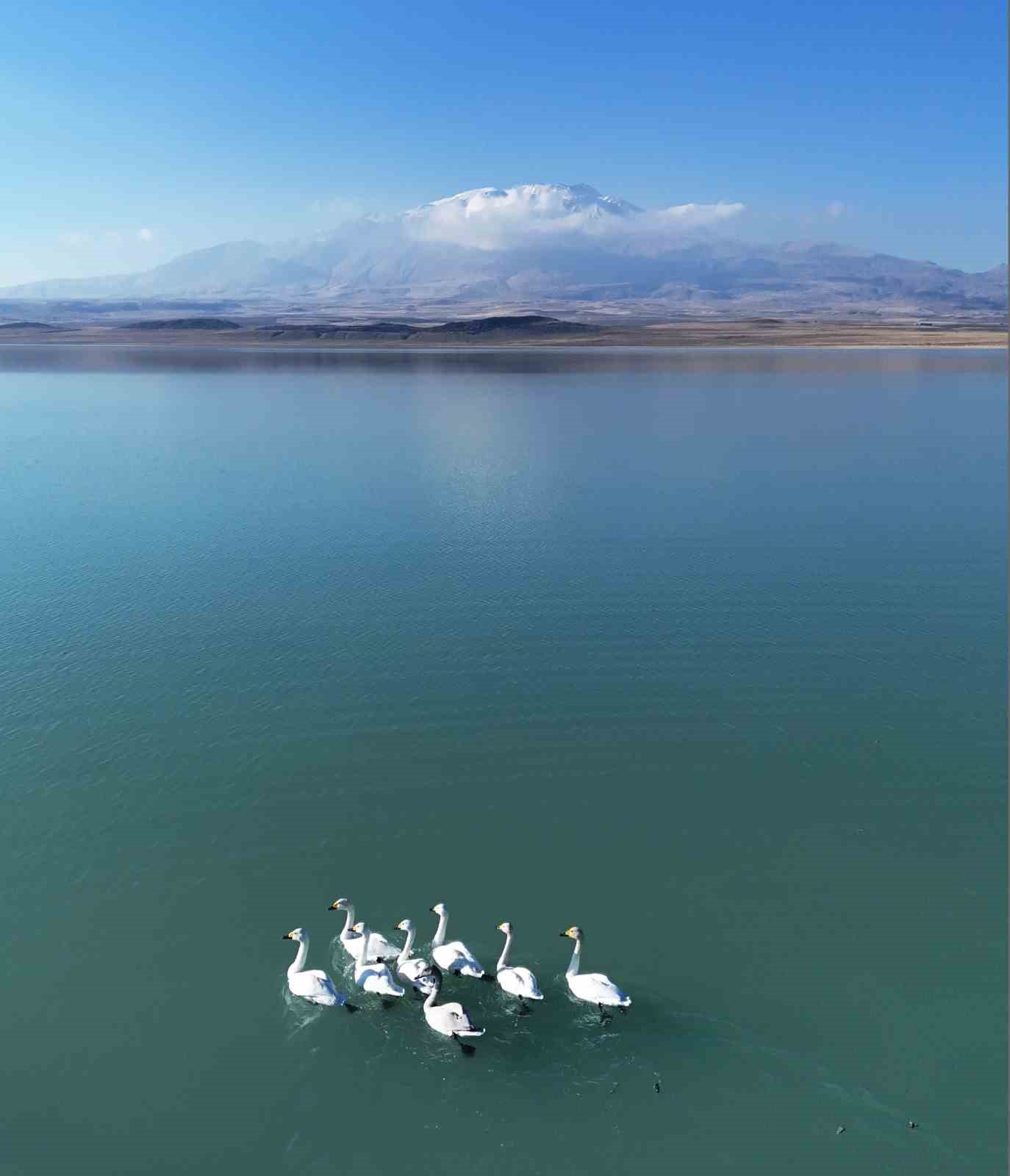 Süphan Dağı manzarasında kuğu dansı