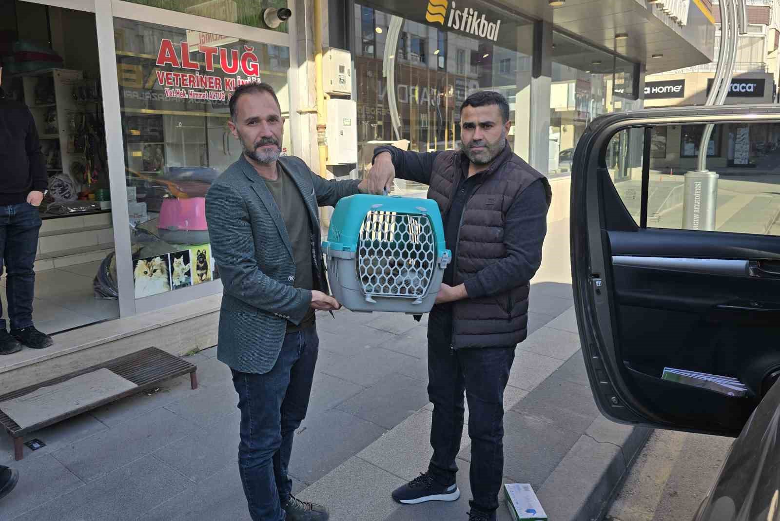 Aracın çarptığı vaşak tedaviye alındı
