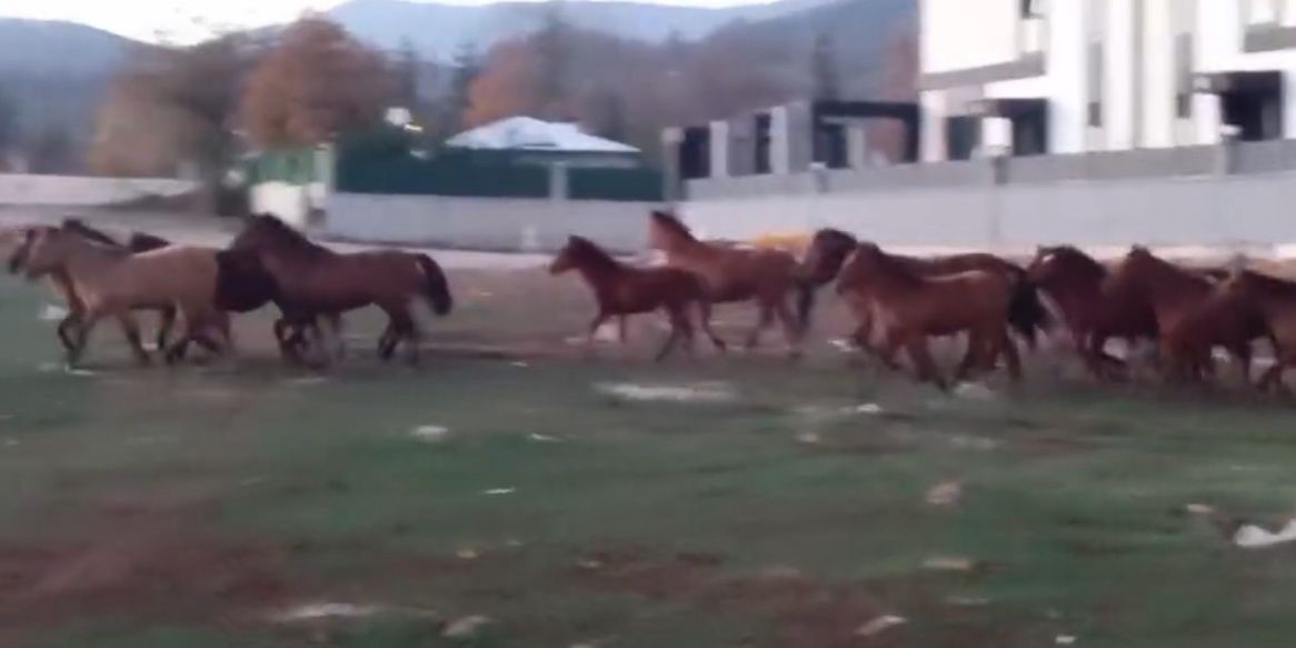 Aç kalan yılkı atları şehir merkezine indi