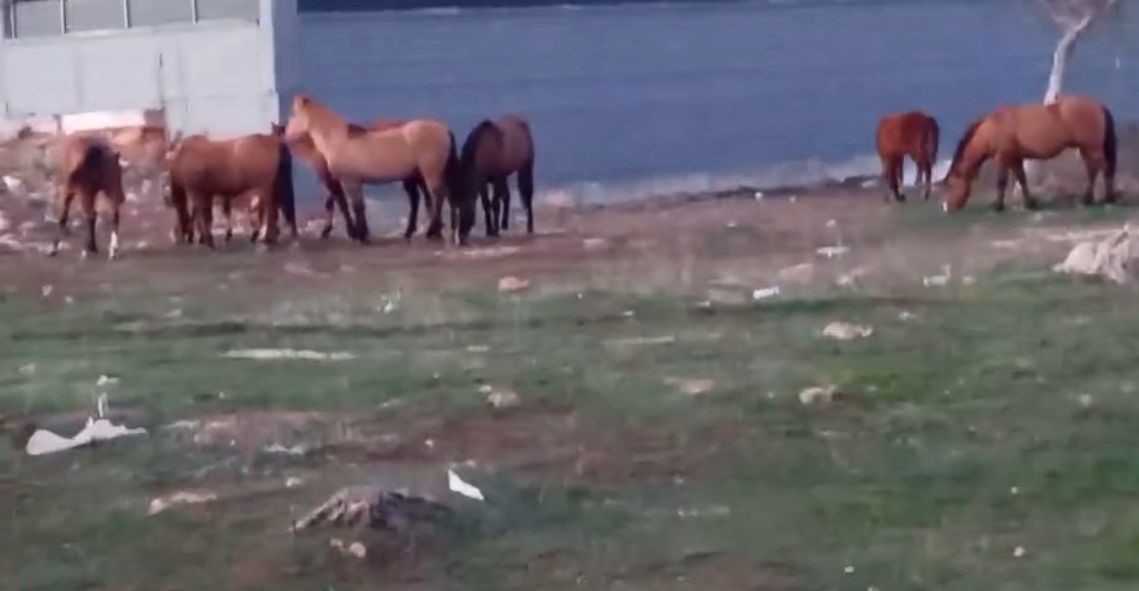 A&ccedil; kalan yılkı atları şehir merkezine indi
