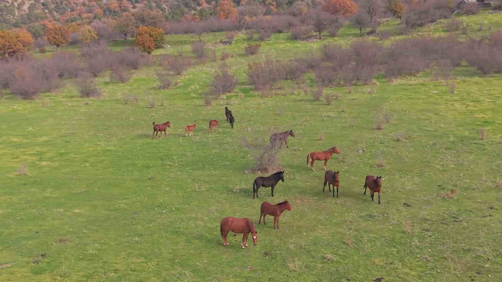 Eskişehir’deki yılkı atların özgür halleri havadan görüntülendi