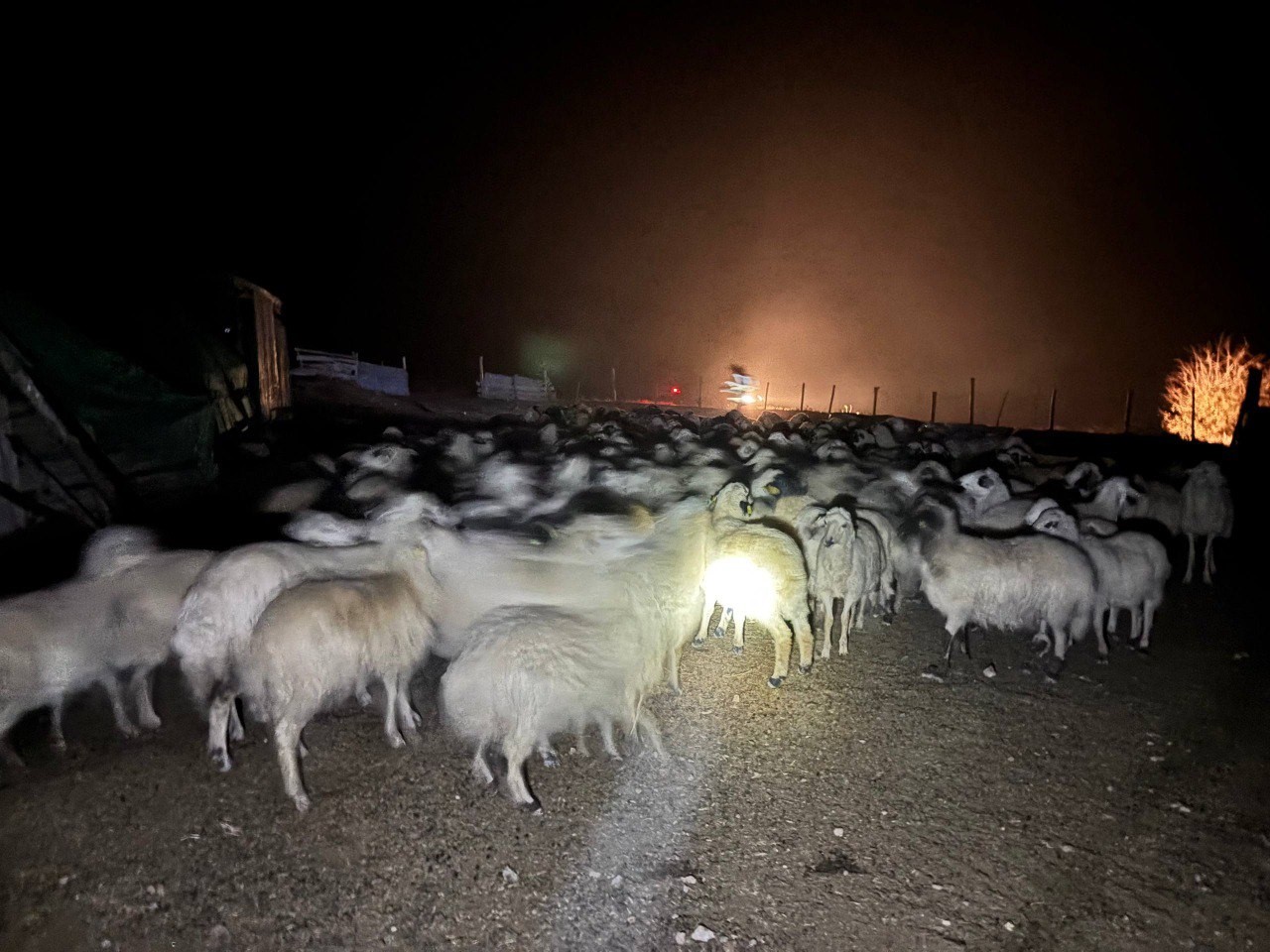 Yoğun siste kaybolan 200 koyun drone destekli aramayla bulundu