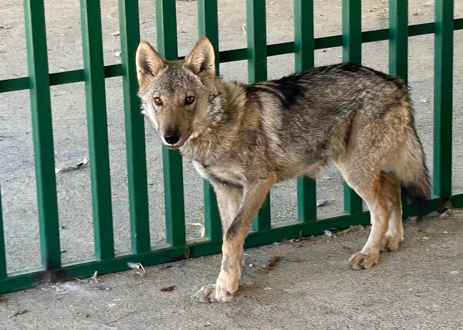 Prof. Dr. Aslan: "İnsan-yaban hayvanı teması biyog&uuml;venlik a&ccedil;ısından ciddi risk taşıyor"
