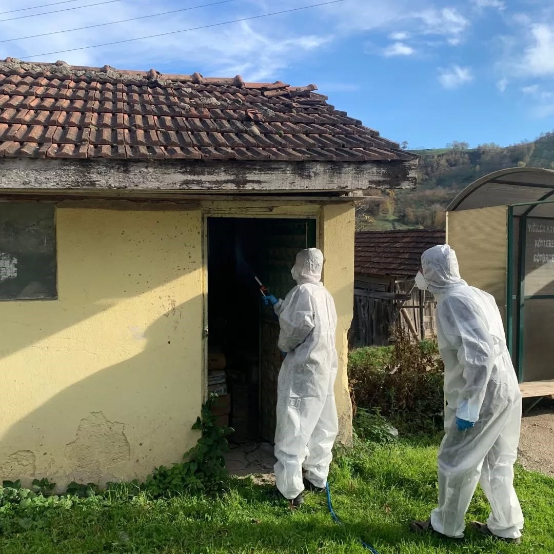 Yığılca’da kahverengi kokarca ile kışlak mücadelesi devam ediyor