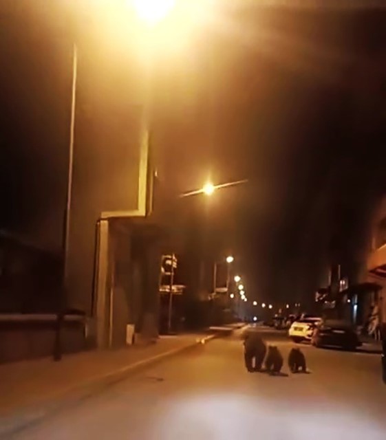 Anne ayı ve yavruları ilçe merkezine indi