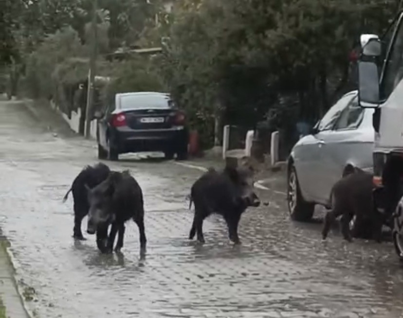 Ayvalık’ta yağmurlu havada aç kalan domuzlar şehir merkezine indi