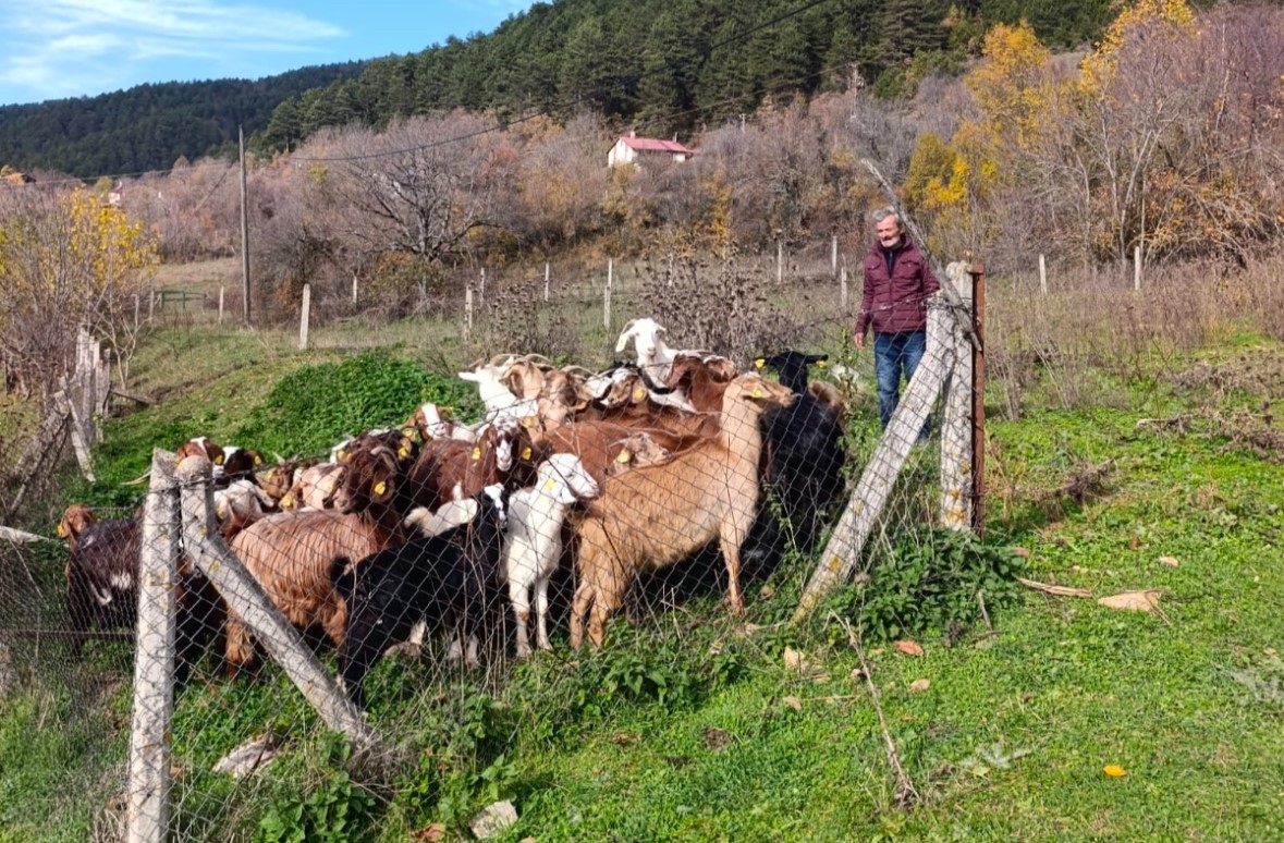 Bolu&rsquo;da kayıp hayvanlar dronla bulundu
