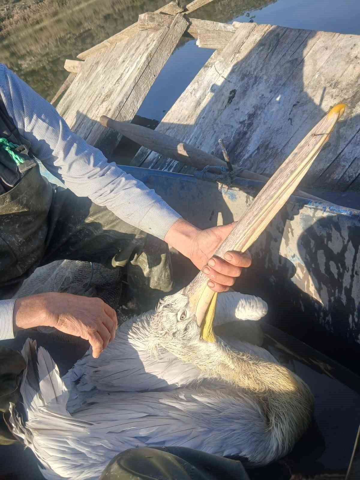 Azap Gölü’nde oltaya takılan tepeli pelikan balıkçıların dikkatiyle kurtuldu
