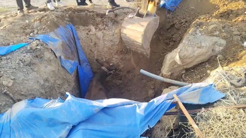 Çukura düşen büyükbaşı itfaiye kurtardı