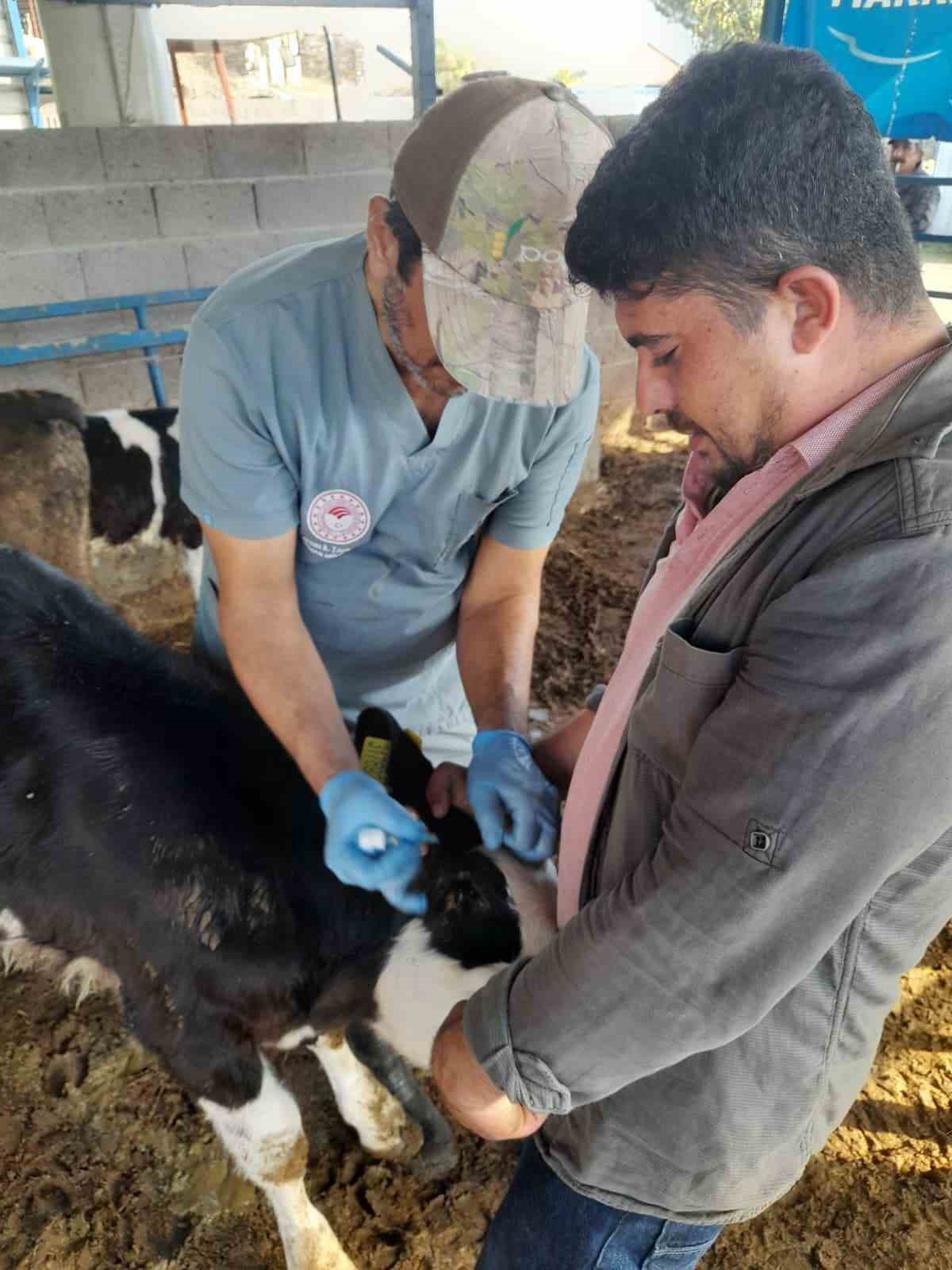 Karpuzlu’da hayvan sağlığı için çalışmalar sürüyor
