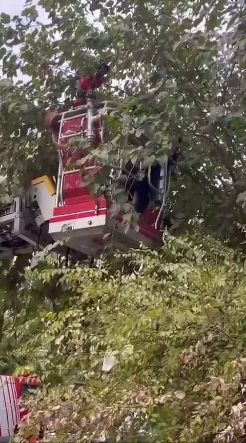 Ağa&ccedil;ta mahsur kalan kediyi kurtarmak i&ccedil;in seferber oldular
