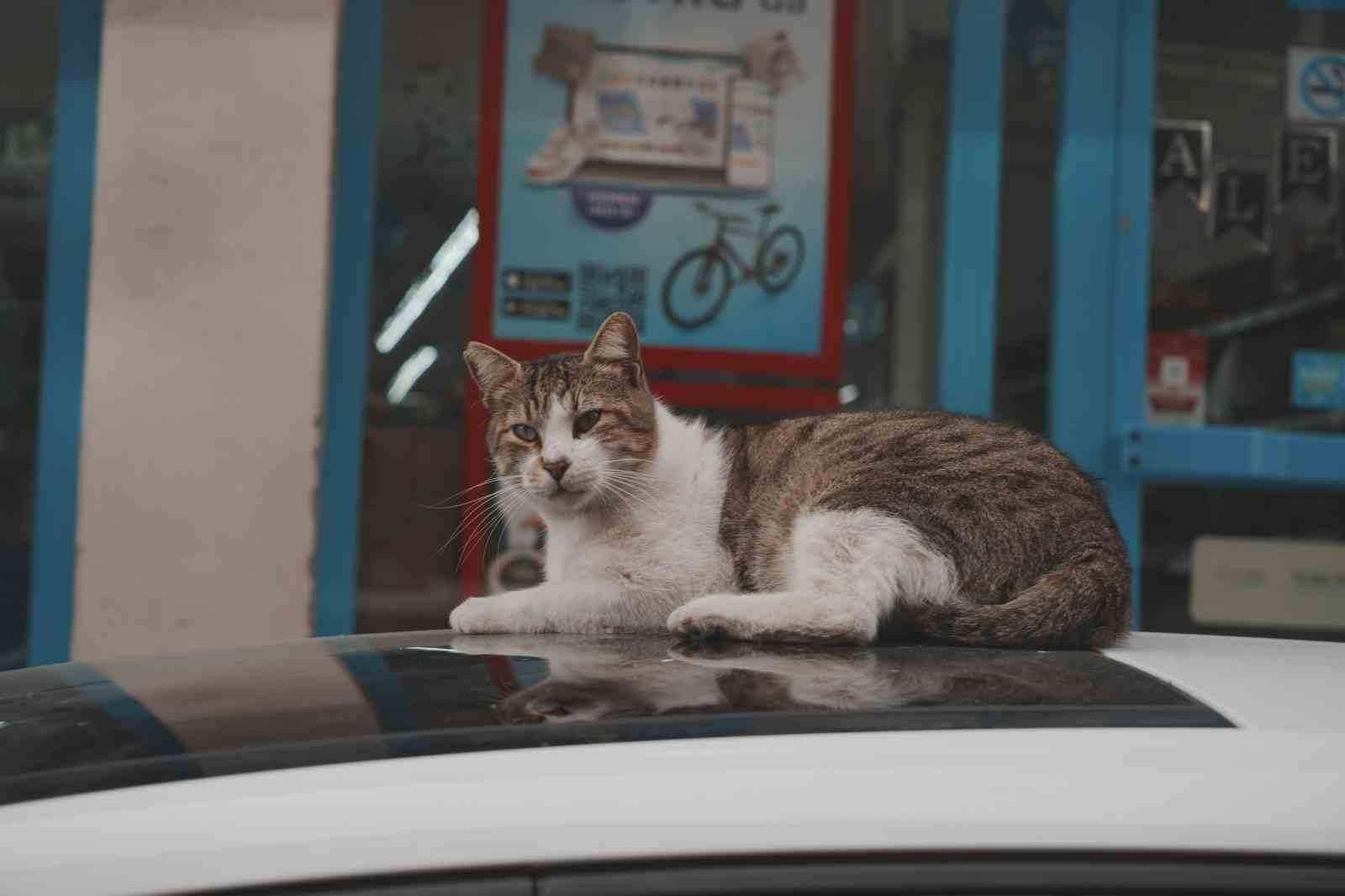 Sokak kedilerinin market mesaisi