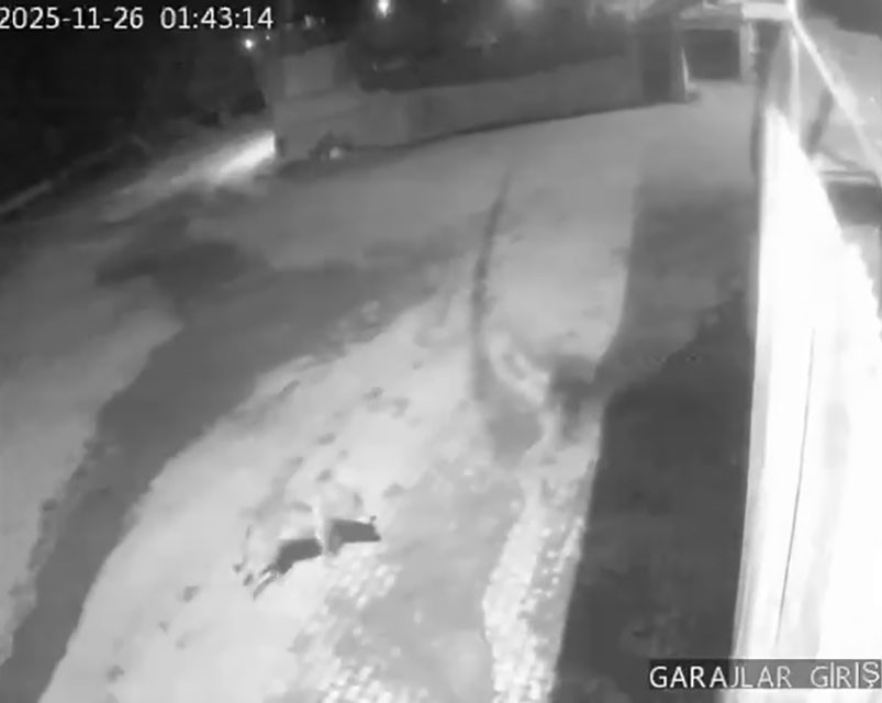 Aşkale&rsquo;de a&ccedil; kalan kurtlar k&ouml;ye indi
